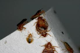 bedbug