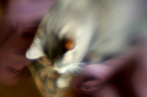 Plastic 06-23-12 001